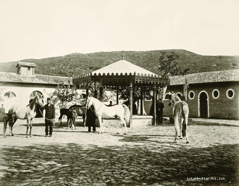 17- Blood horses raised in Kağıthane Ranch (Yıldız Archives)