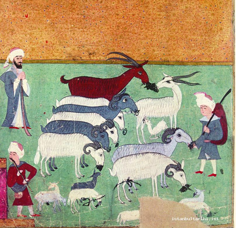 8- Goats and sheep (İntizami)