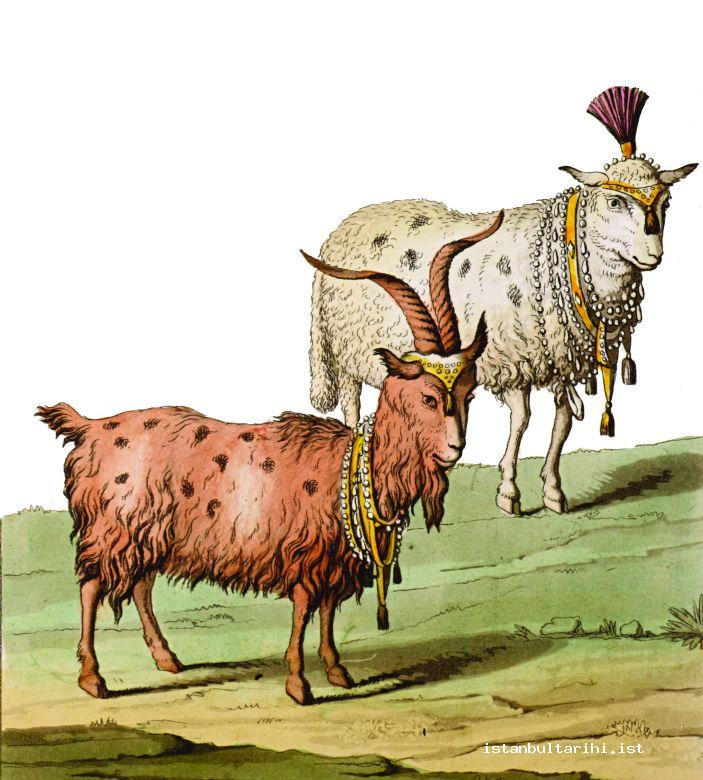 18- Goats and sheep adorned to be sacrificed (d’Ohsson)