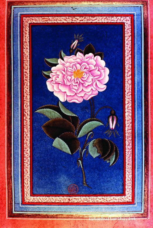 15- The depiction of a double rose in Abdullah Buhari’s collage dated 1770 (Istanbul University, Rare Books and Special Collections Library, F. 1428)
